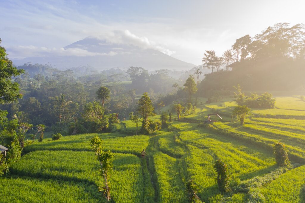 Info & Harga Travel Jakarta Ubud