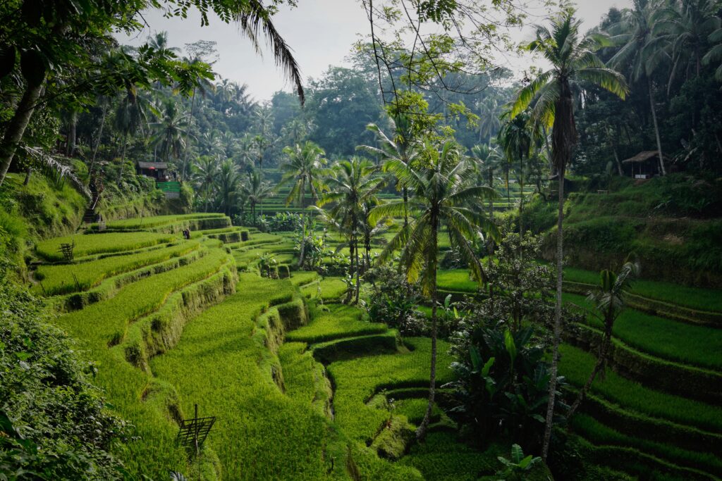 Info & Harga Travel Jakarta Pulukana